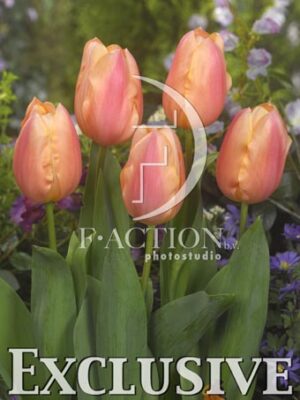 botanic stock photo Tulipa