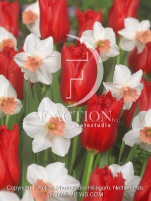 botanic stock photo Narcissus