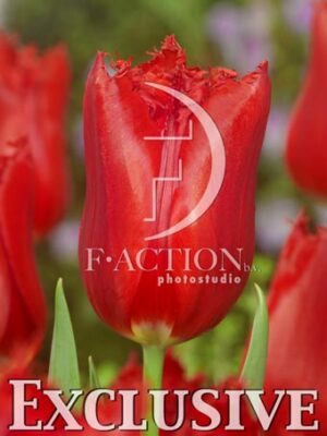 botanic stock photo Tulipa