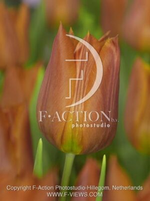 botanic stock photo Tulipa