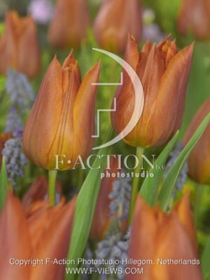 botanic stock photo Tulipa