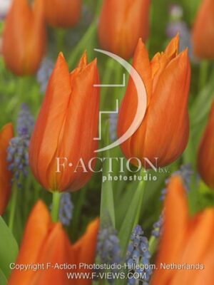 botanic stock photo Tulipa