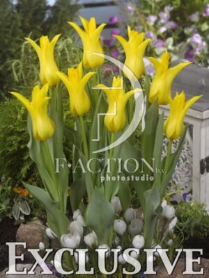 botanic stock photo Tulipa