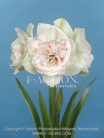 botanic stock photo Hippeastrum