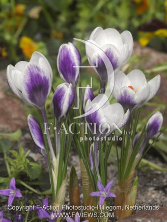 botanic stock photo Crocus