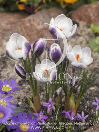 botanic stock photo Crocus