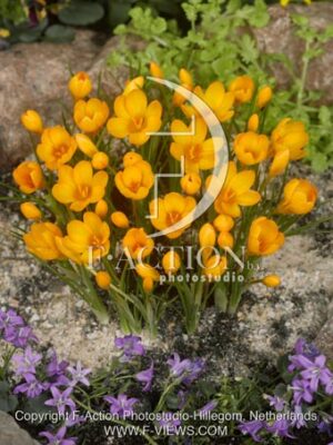 botanic stock photo Crocus