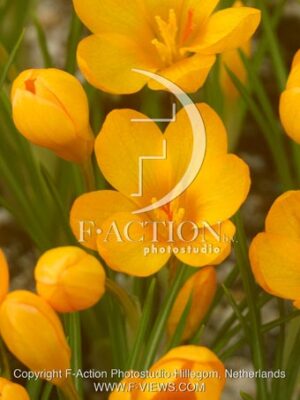 botanic stock photo Crocus