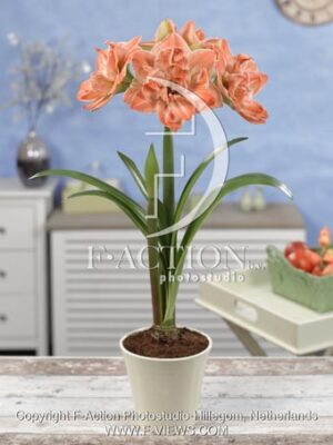 botanic stock photo Hippeastrum
