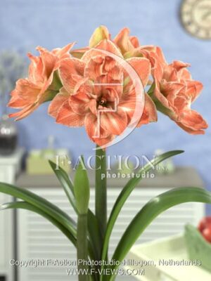 botanic stock photo Hippeastrum