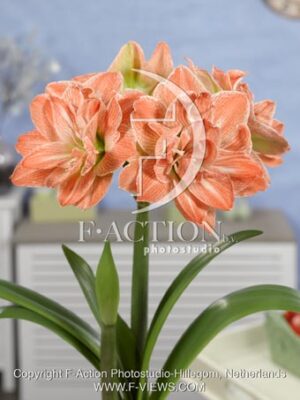 botanic stock photo Hippeastrum