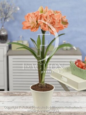 botanic stock photo Hippeastrum