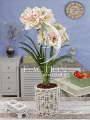 botanic stock photo Hippeastrum
