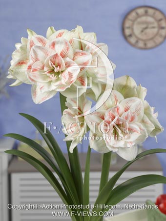 botanic stock photo Hippeastrum