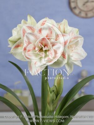 botanic stock photo Hippeastrum
