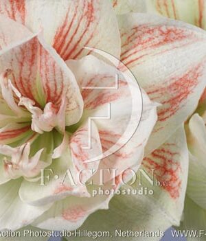 botanic stock photo Hippeastrum