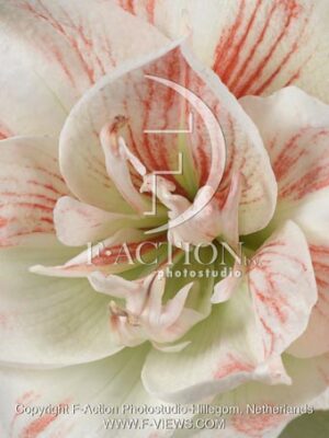 botanic stock photo Hippeastrum