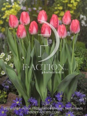 botanic stock photo Tulipa