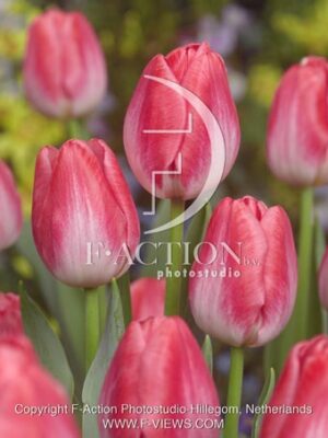 botanic stock photo Tulipa