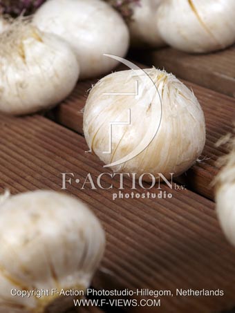 botanic stock photo Allium