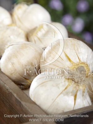 botanic stock photo Allium