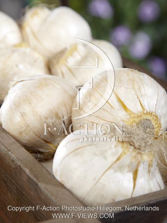 botanic stock photo Allium