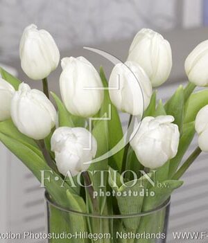 botanic stock photo Tulipa