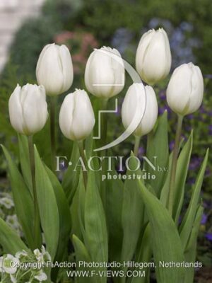 botanic stock photo Tulipa
