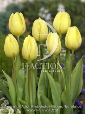 botanic stock photo Tulipa