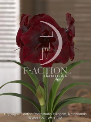 botanic stock photo Hippeastrum
