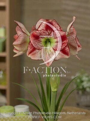 botanic stock photo Hippeastrum