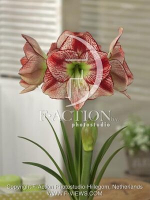 botanic stock photo Hippeastrum