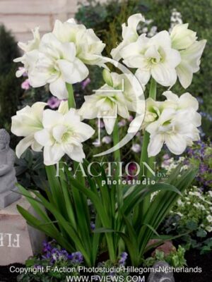 Sonatini 'Alaska'