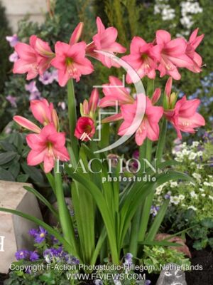 Sonatini 'Pink Rascal'