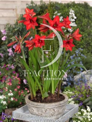 Sonatini 'Red Rascal'