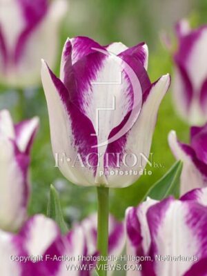 botanic stock photo Tulipa