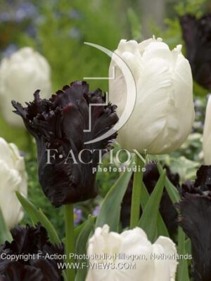 botanic stock photo Tulipa