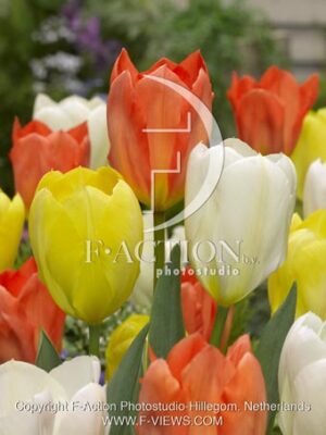 botanic stock photo Tulipa