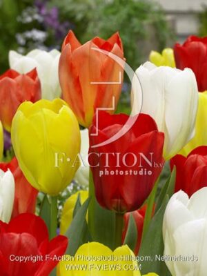 botanic stock photo Tulipa