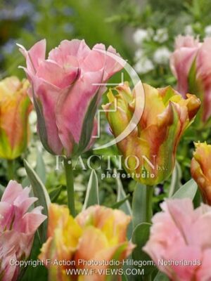 botanic stock photo Tulipa