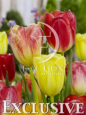 botanic stock photo Tulipa