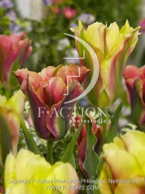 botanic stock photo Tulipa