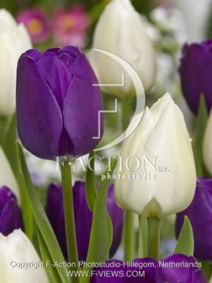 botanic stock photo Tulipa