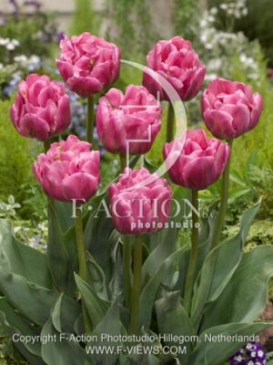 botanic stock photo Tulipa