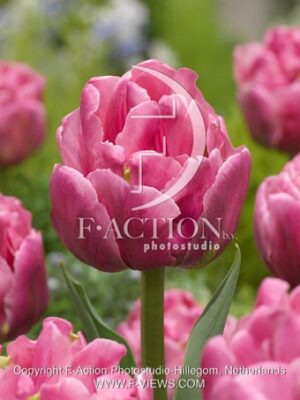 botanic stock photo Tulipa