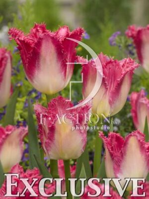 botanic stock photo Tulipa
