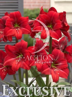 botanic stock photo Hippeastrum