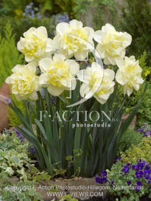 botanic stock photo Narcissus