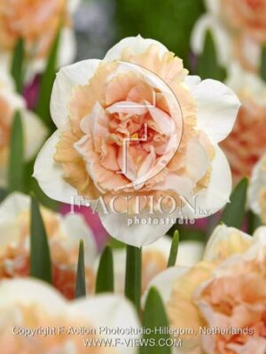 botanic stock photo Narcissus