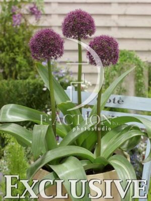 botanic stock photo Allium